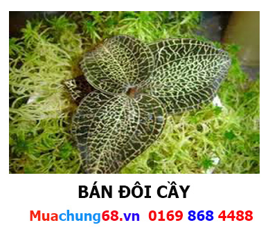 http://muachung68.vn/cac-vi-thuoc-van-d/doi-cay.html